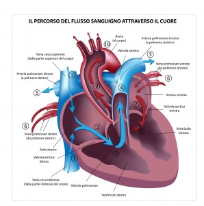 soffio al cuore soffio cardiaco