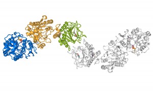 metastasi tumorali enzima lh3 collagene